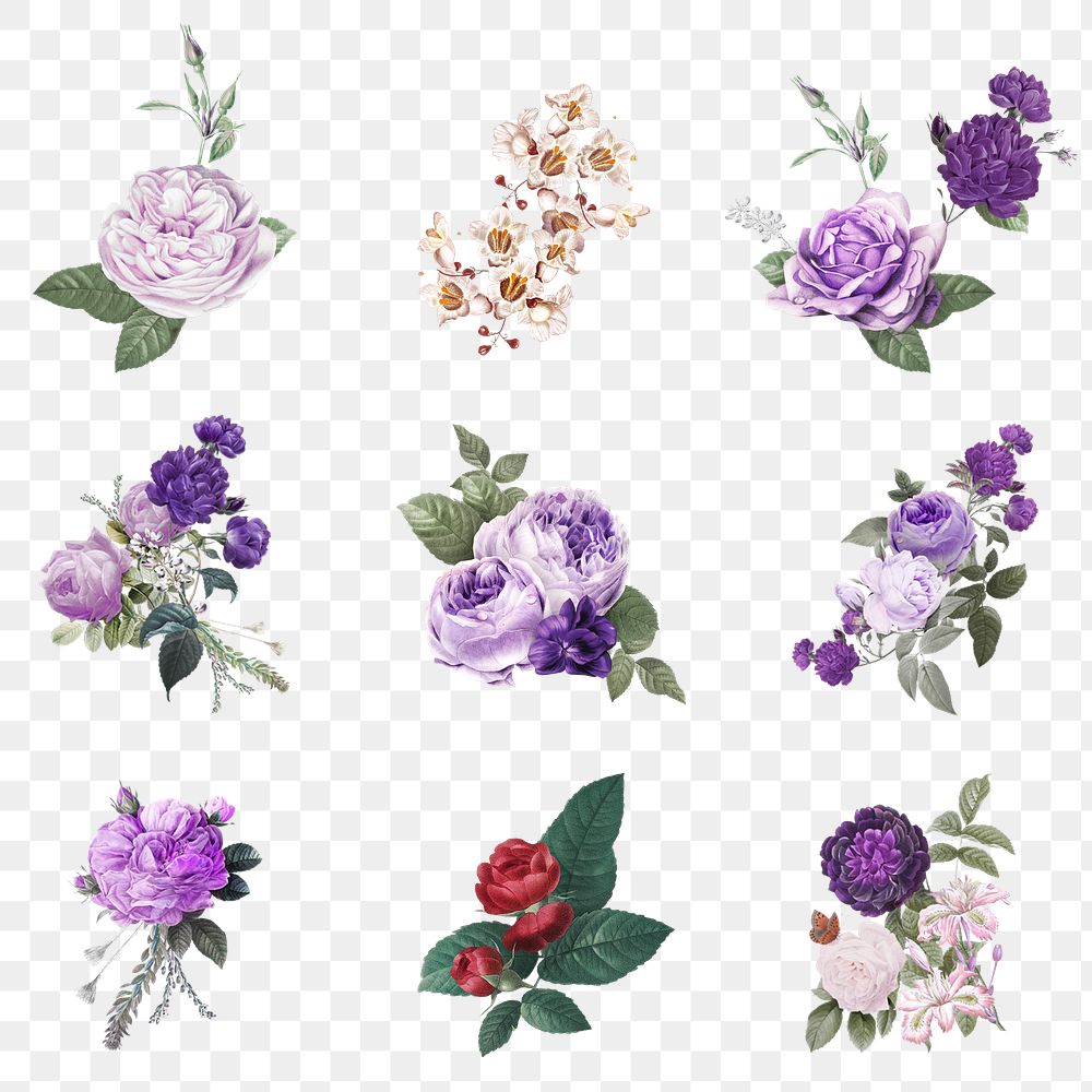 Botanical purple flowers png watercolor hand drawn collection