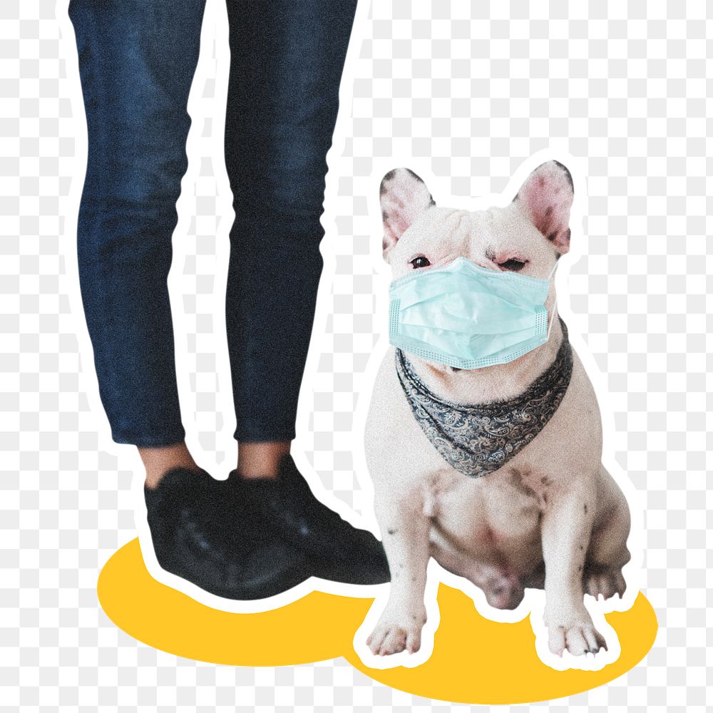 Frenchie in face mask png social distancing
