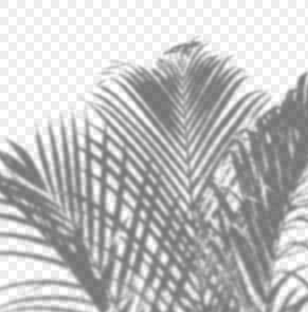 PNG palm tree shadow design element