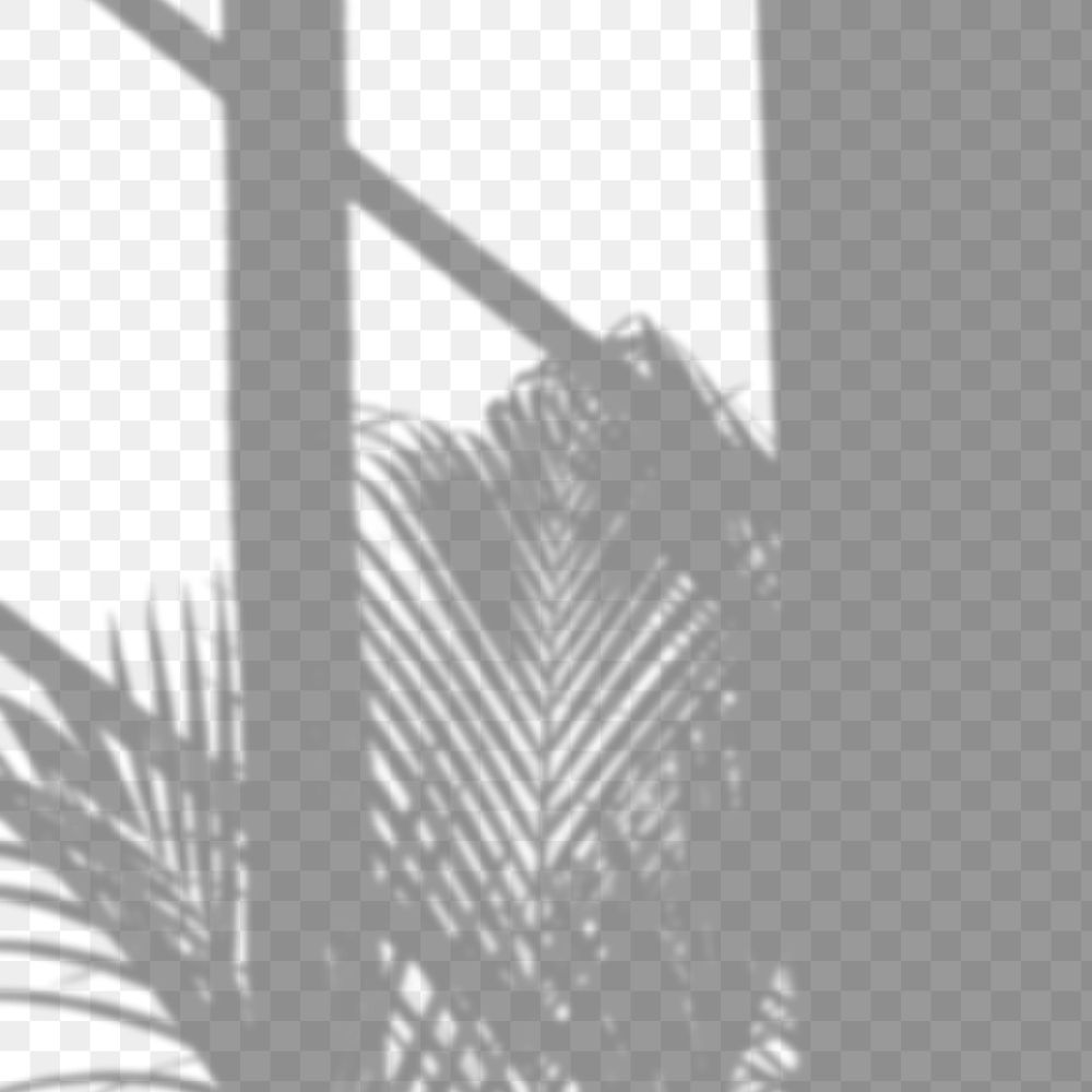 PNG palm tree and window shadow