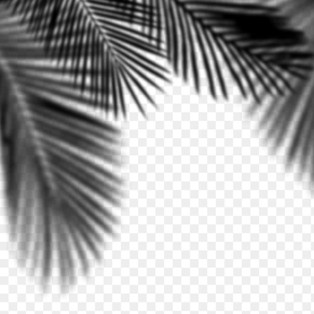 PNG palm tree shadow design element