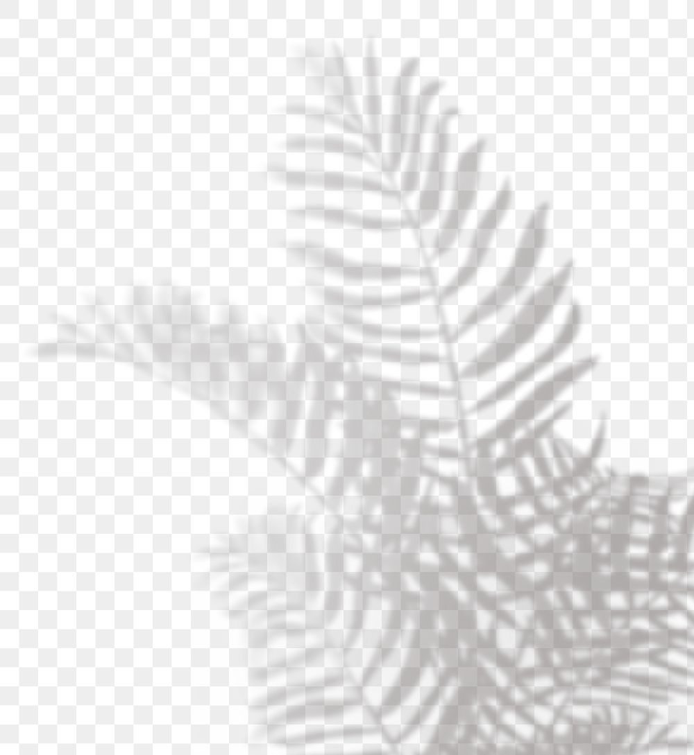 PNG palm leaves shadow design element