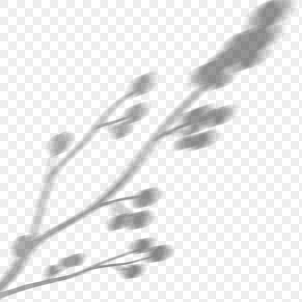 PNG blooming cotton branch shadow design element