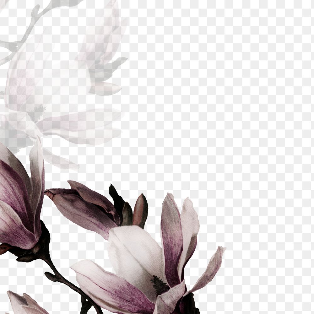 Png magnolia border transparent background