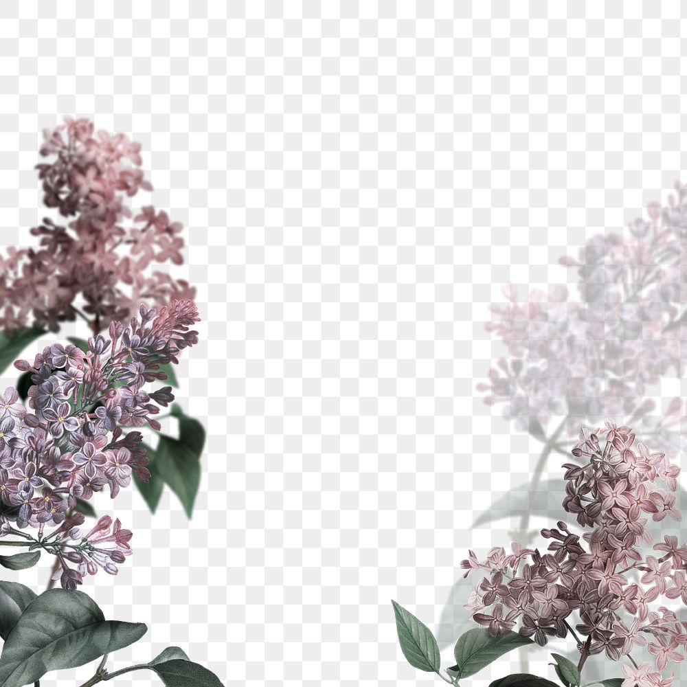 Png lilac border transparent background