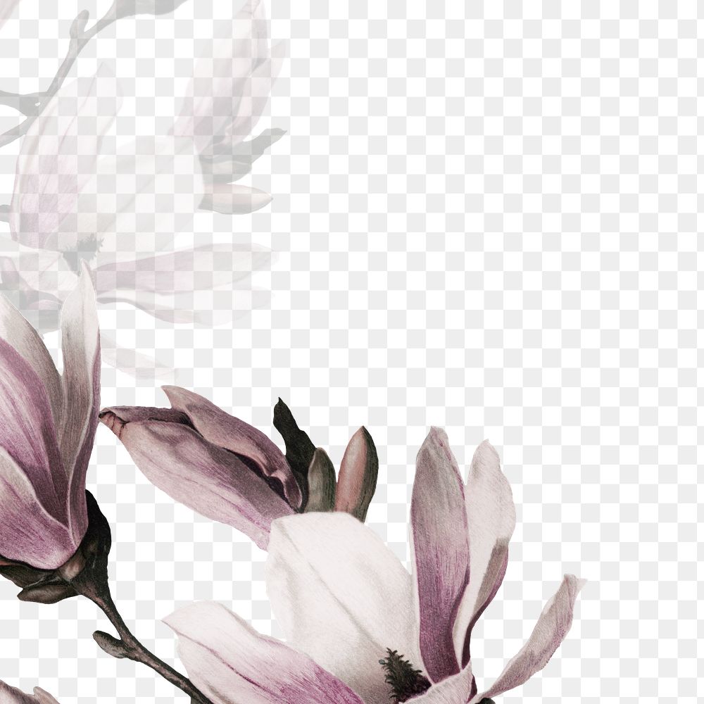 Png magnolia border transparent background