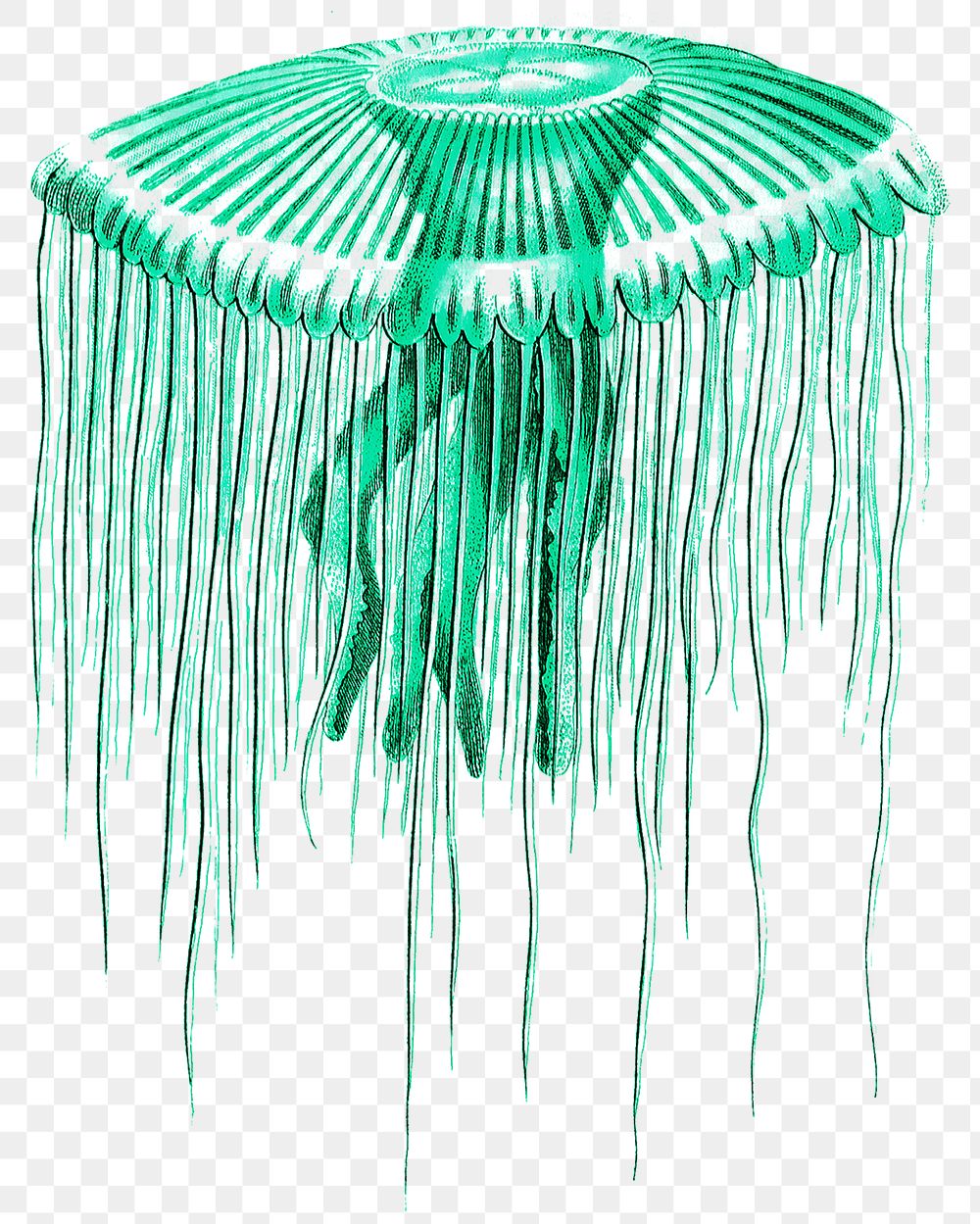 Vintage green jellyfish png sticker illustration, remixed from public domain artworks