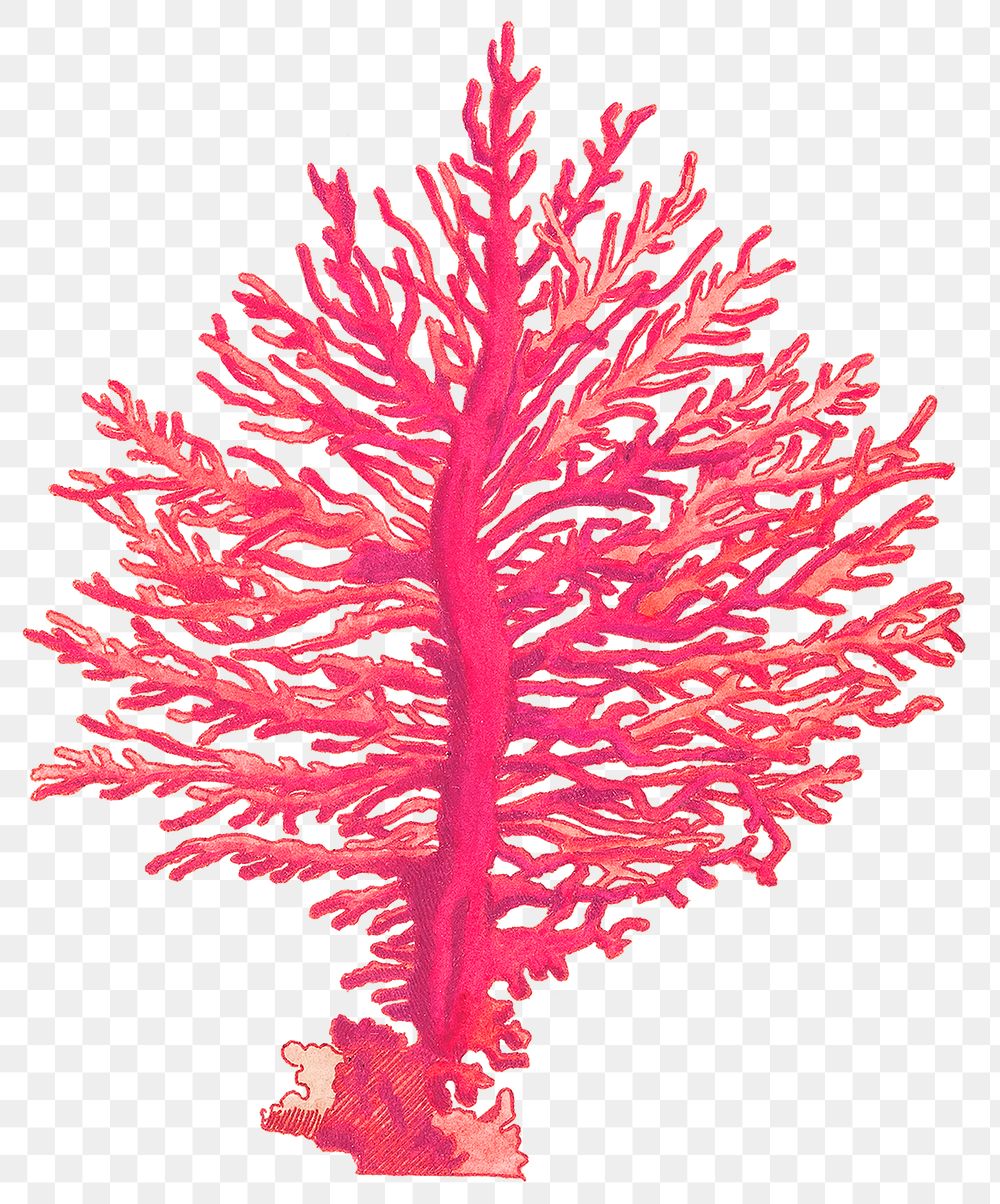 Vintage pink gorgonian coral png sticker illustration, remixed from public domain artworks
