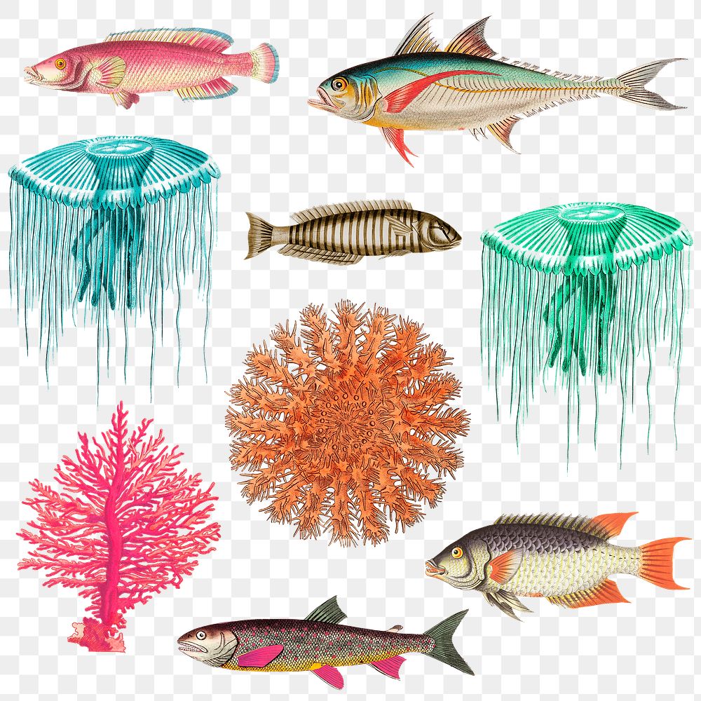 Vintage marine life png sticker illustration set, remixed from public domain artworks