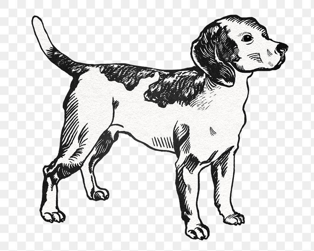 Png beagle dog sticker in vintage style