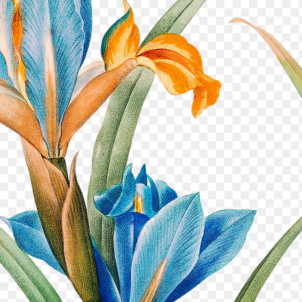 Blooming Spanish iris flower png sticker illustration, remixed from public domain artworks