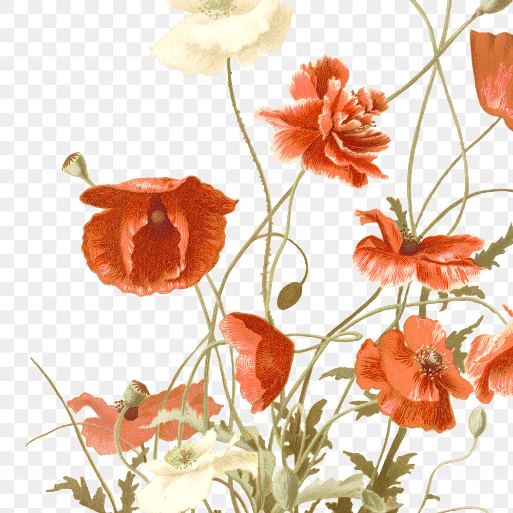 Png poppy flower sticker illustration, remixed from public domain artworks