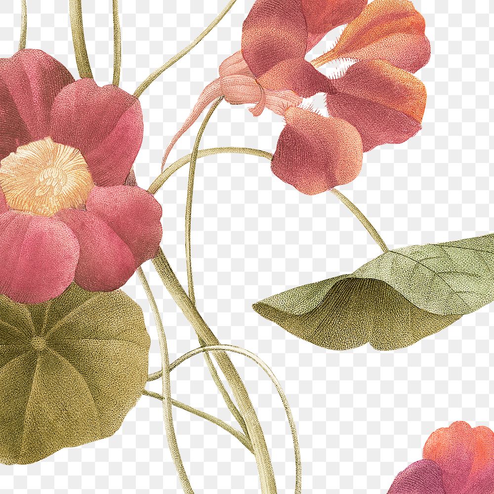 Vintage Indian cress flower sticker png illustration, remixed from public domain artworks