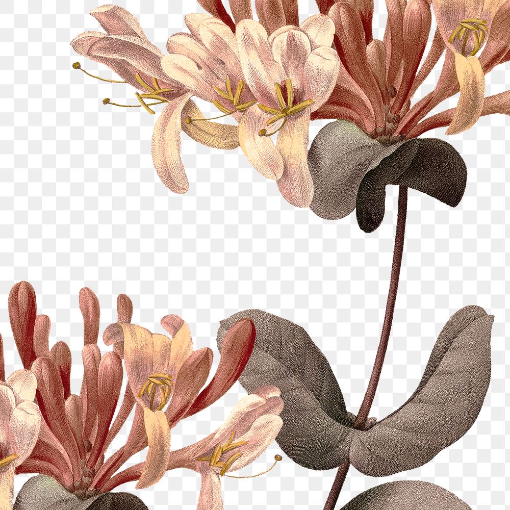 Png honeysuckle flower sticker illustration, remixed from public domain artworks