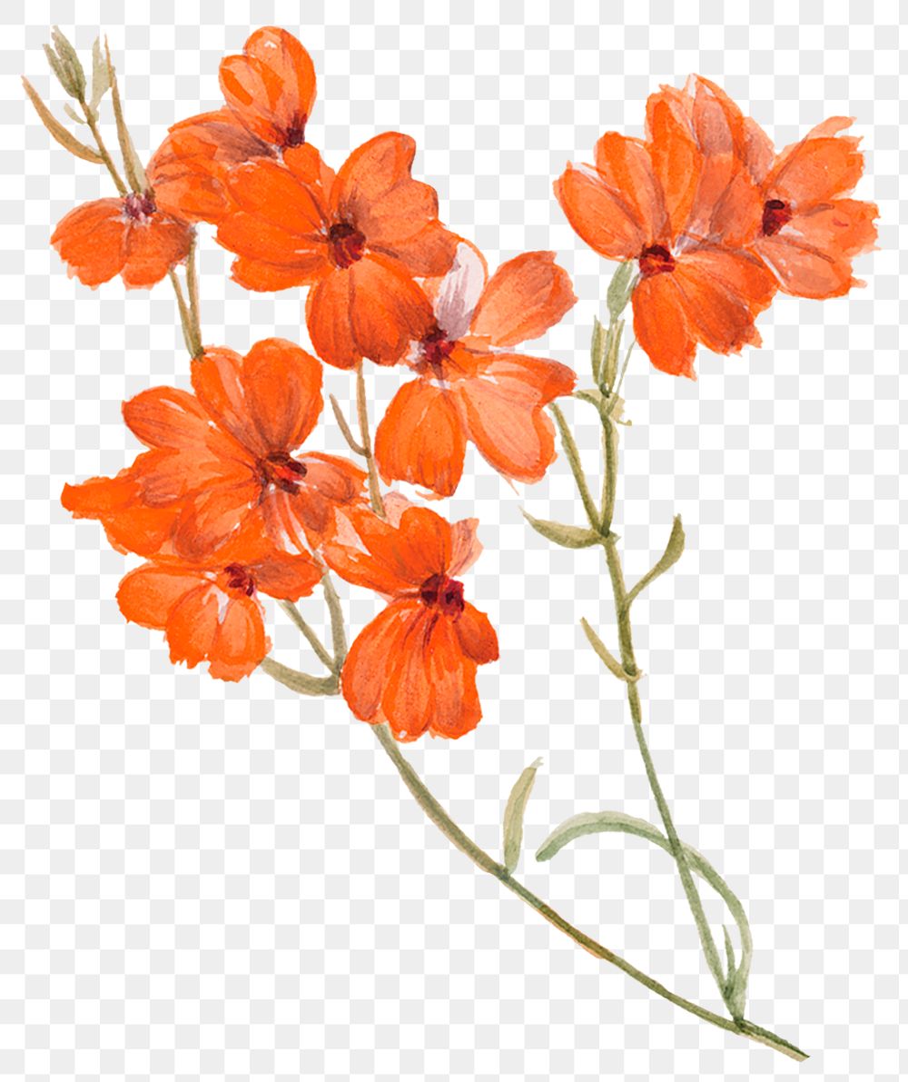 Blooming png orange flower sticker illustration, remixed from public domain artworks