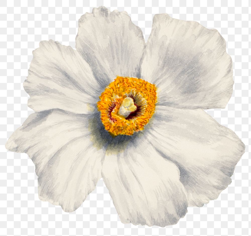 Poppy hand drawn sticker png, remixed from public domain artworks