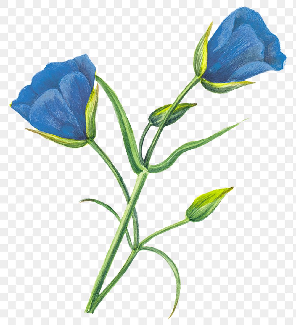 Vintage blue flower png floral sticker illustration, remixed from public domain artworks