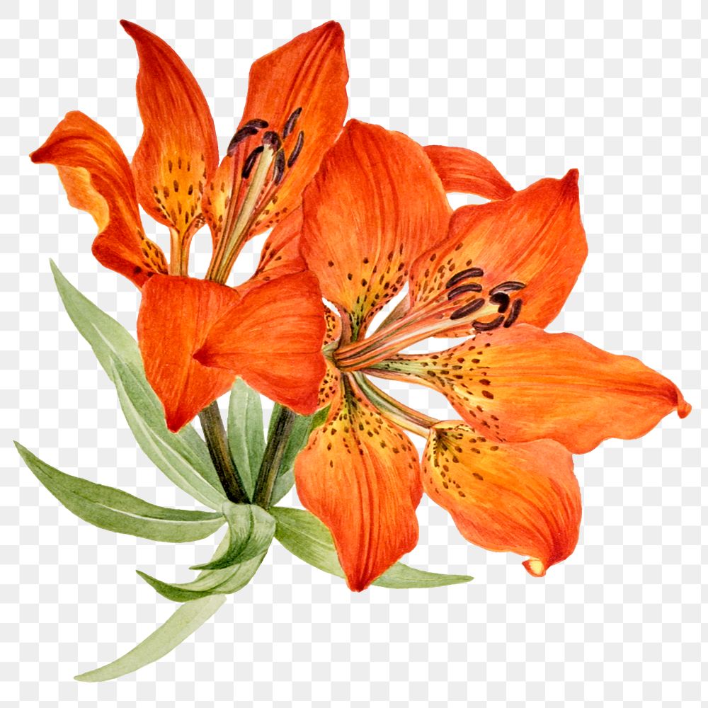 Vintage png tiger lily flower sticker illustration, remixed from public domain artworks