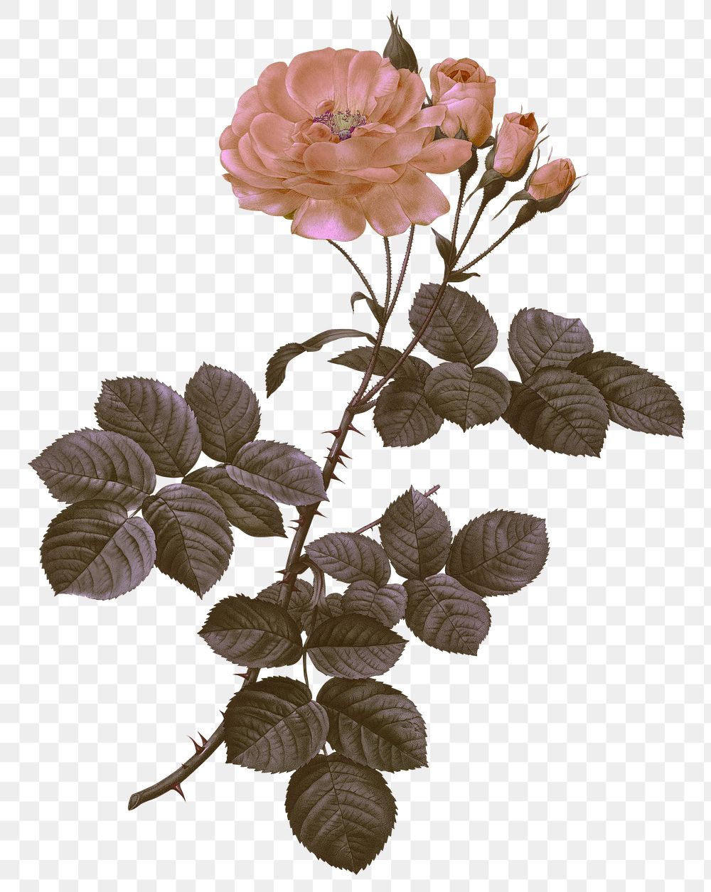 Vintage damask rose png floral sticker illustration, remixed from public domain artworks