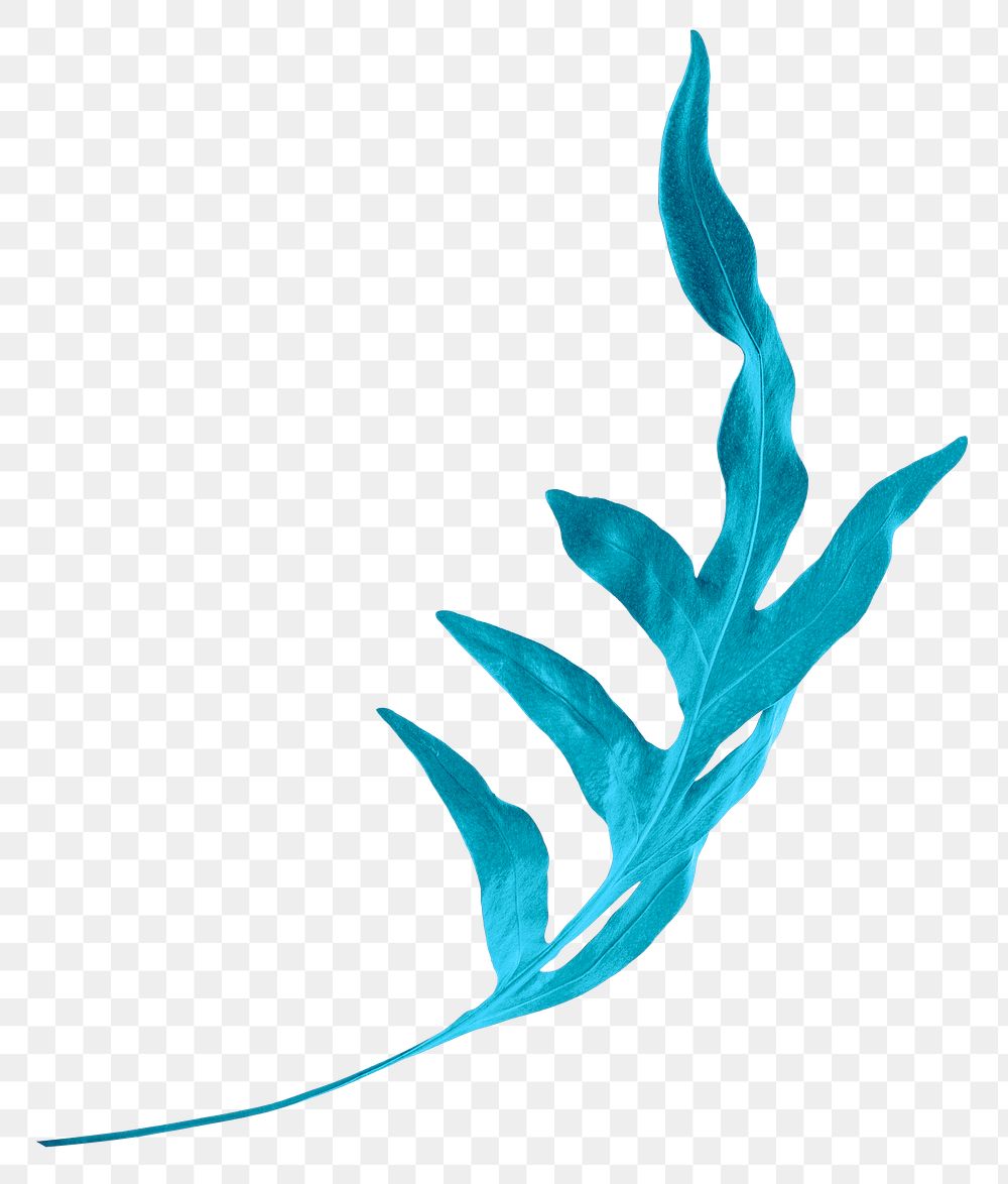 Blue arrowhead fern leaf png sticker