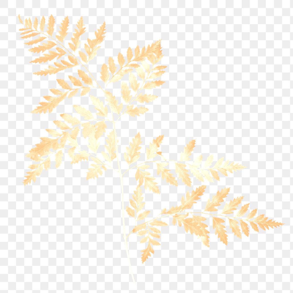Gold leatherleaf fern leaf png sticker