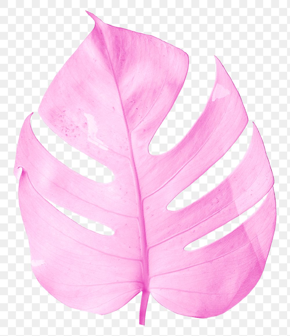 Pink monstera leaf png sticker