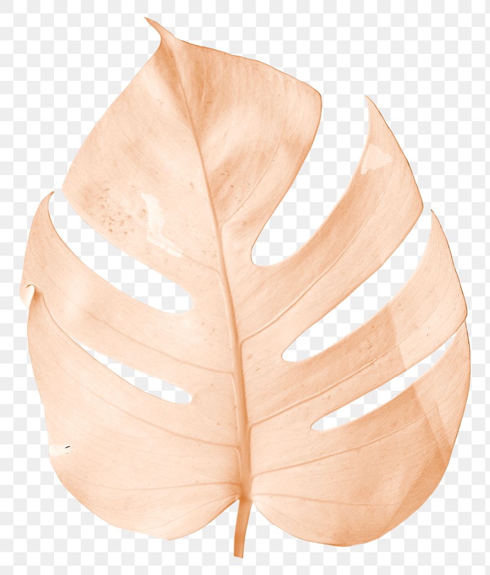 Orange monstera leaf png sticker