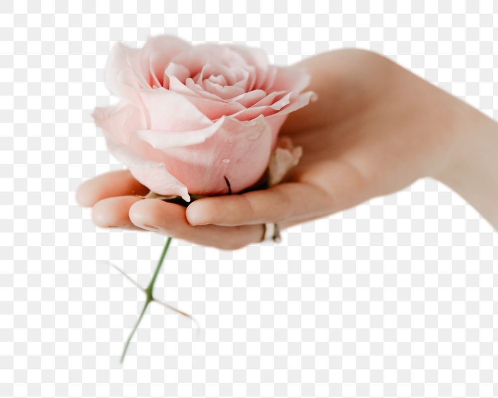 Aesthetic pink rose png mockup with woman&rsquo;s hand