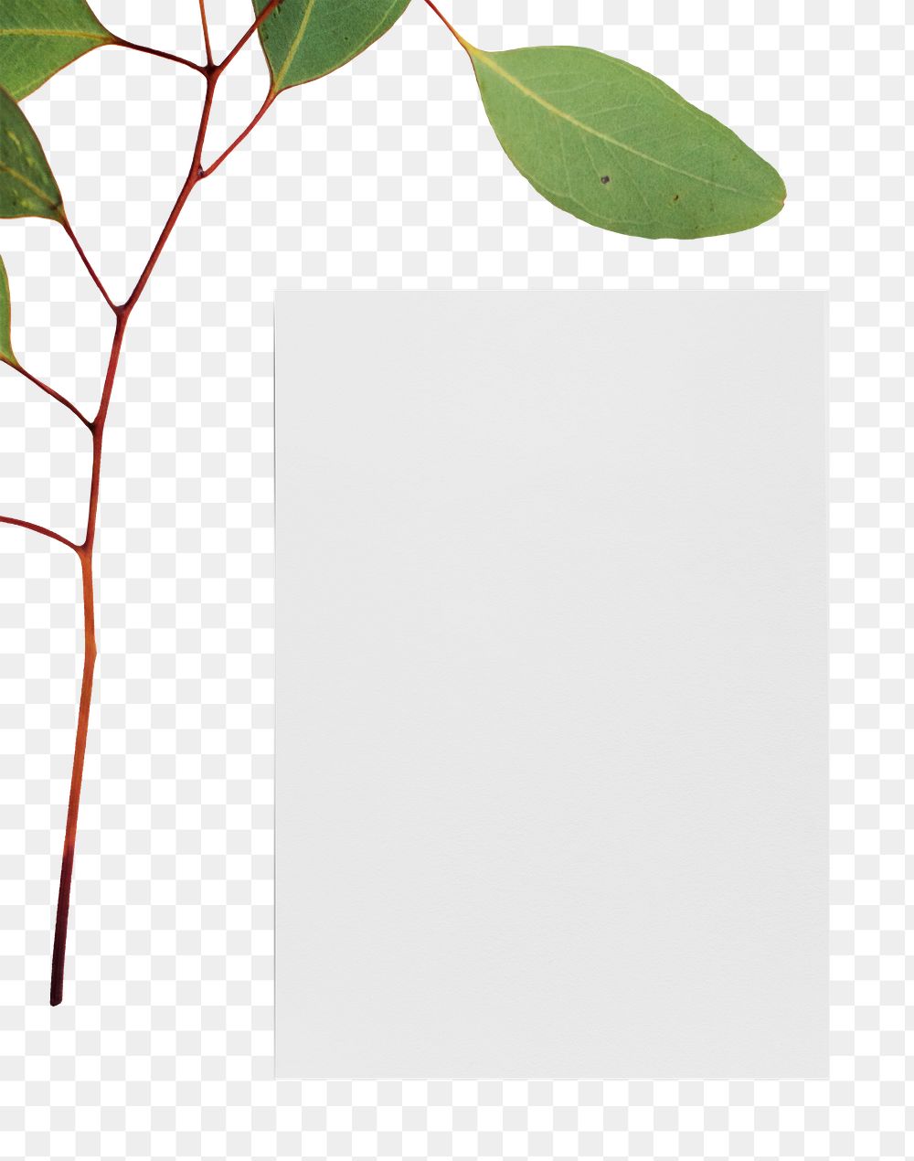 Minimal paper mockup png stationery with leaf branch
