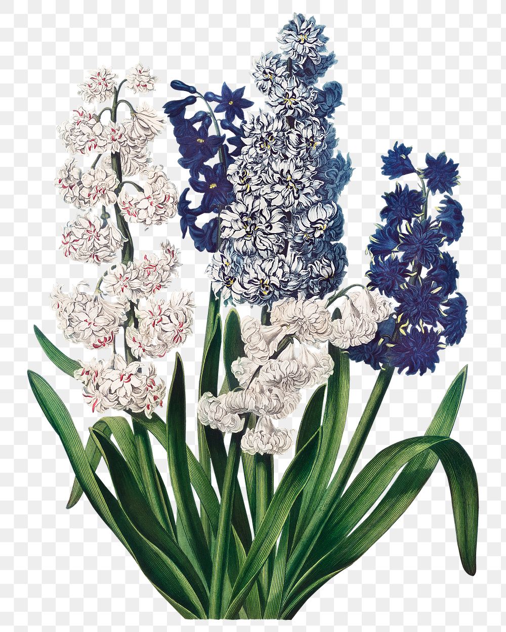 Hyacinths flower sticker, vintage botanical illustration, remix from the artwork of Robert Thornton