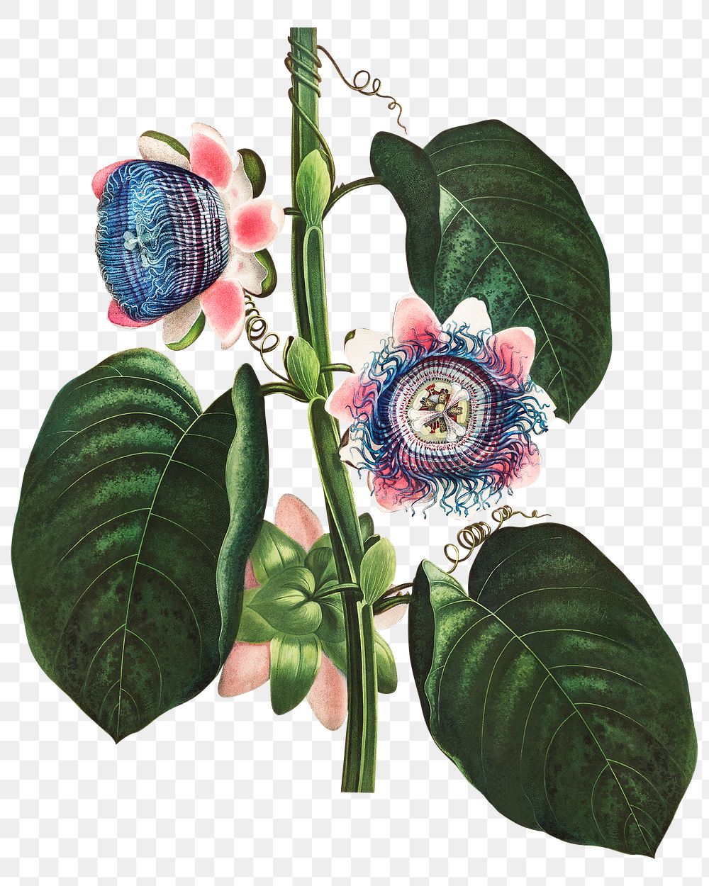 Vintage flower sticker, botanical illustration, remix from the artwork of Robert Thornton