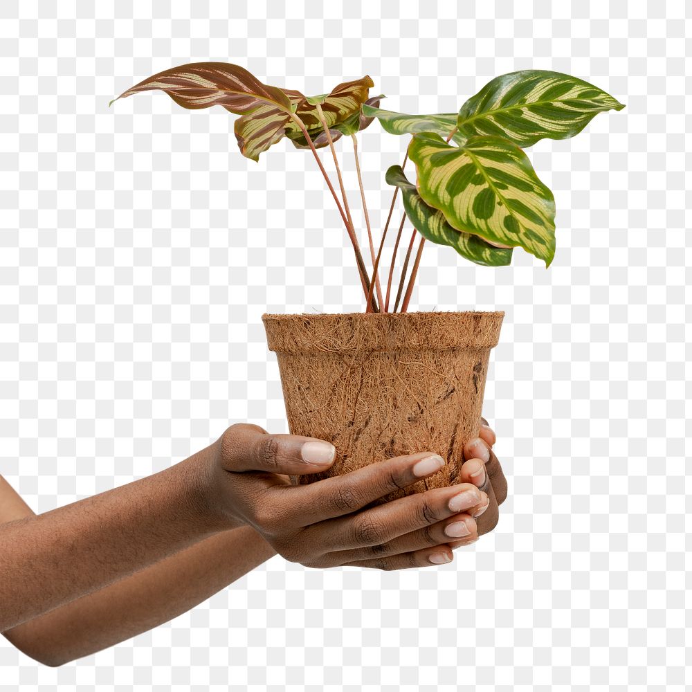 Hand holding a peacock plant in a pot transparent png