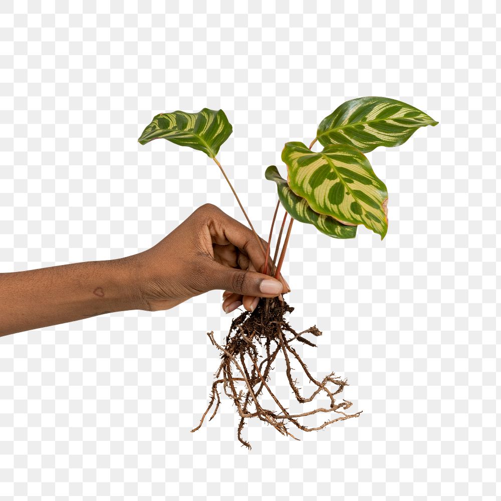 Hand holding a peacock plant transparent png