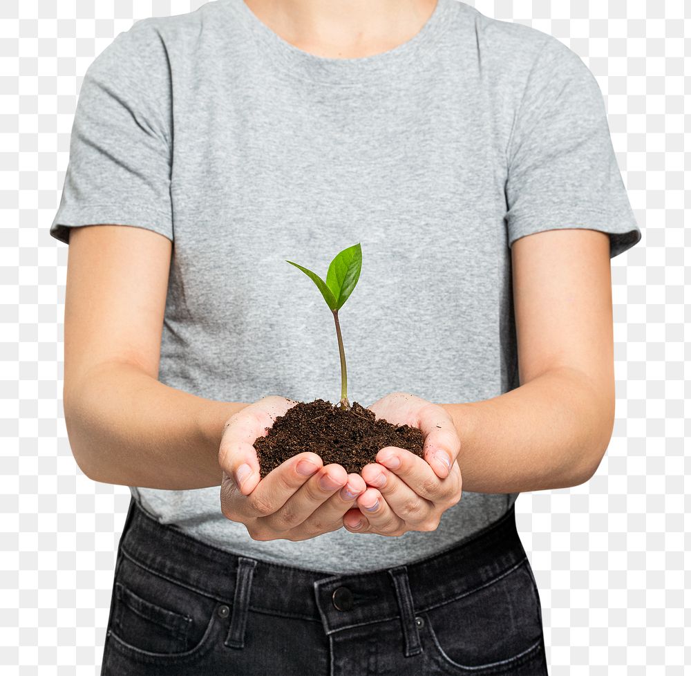 Hands cupping plant png mockup reforestation