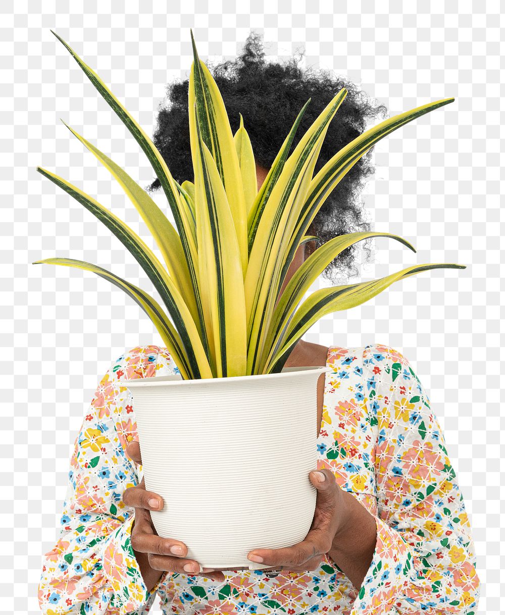 Png plant parent mockup holding potted golden flame snake plant