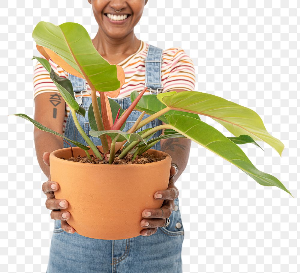 Png plant parent mockup holding potted calathea