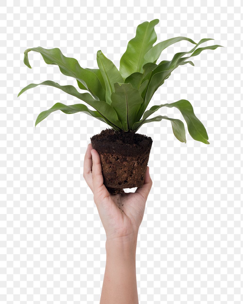 Png hand mockup holding unpotted bird's nest fern