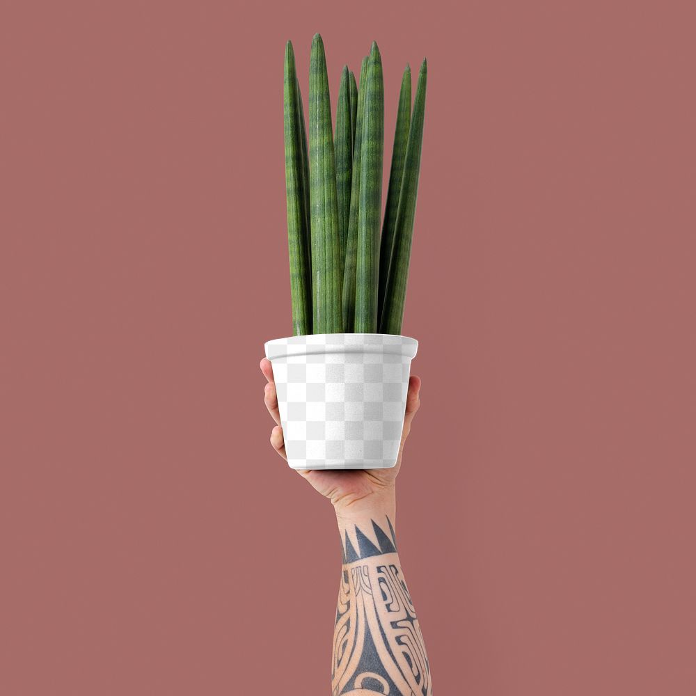 Png plant pot mockup with cylindrical snake plant