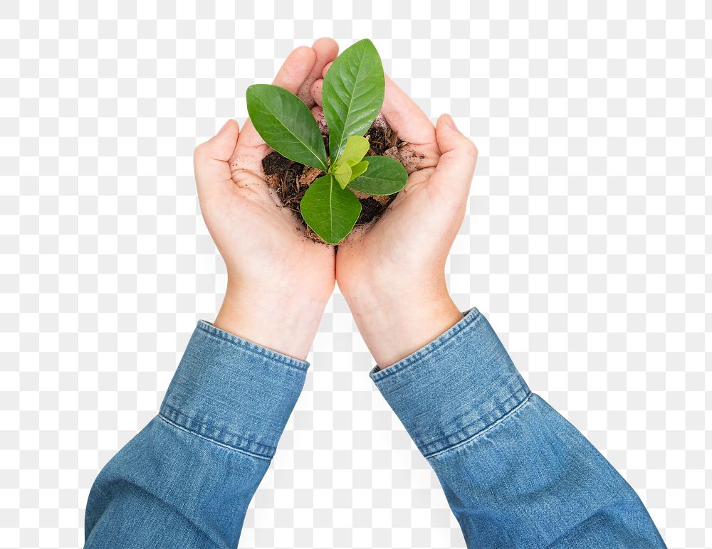 Png Hands cupping plant mockup  save the environment campaign