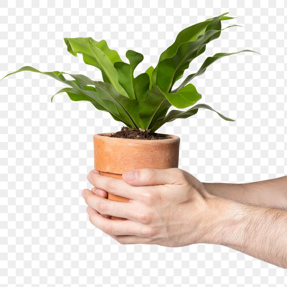 Png hand holding plant mockup save the environment campaign