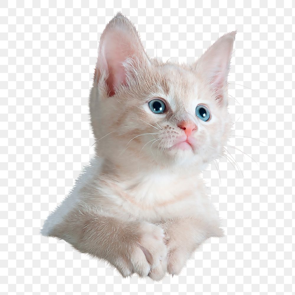 Kitten png, cat, transparent background