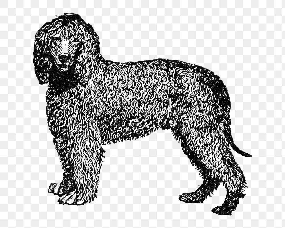 Irish Water Spaniel dog png collage element, black ink drawing, digitally enhanced from our own original copy of The Open…