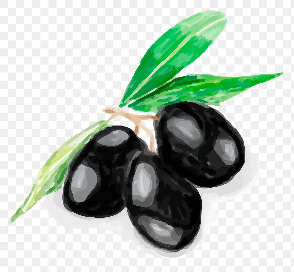 Black olive fruit png sticker watercolor drawing