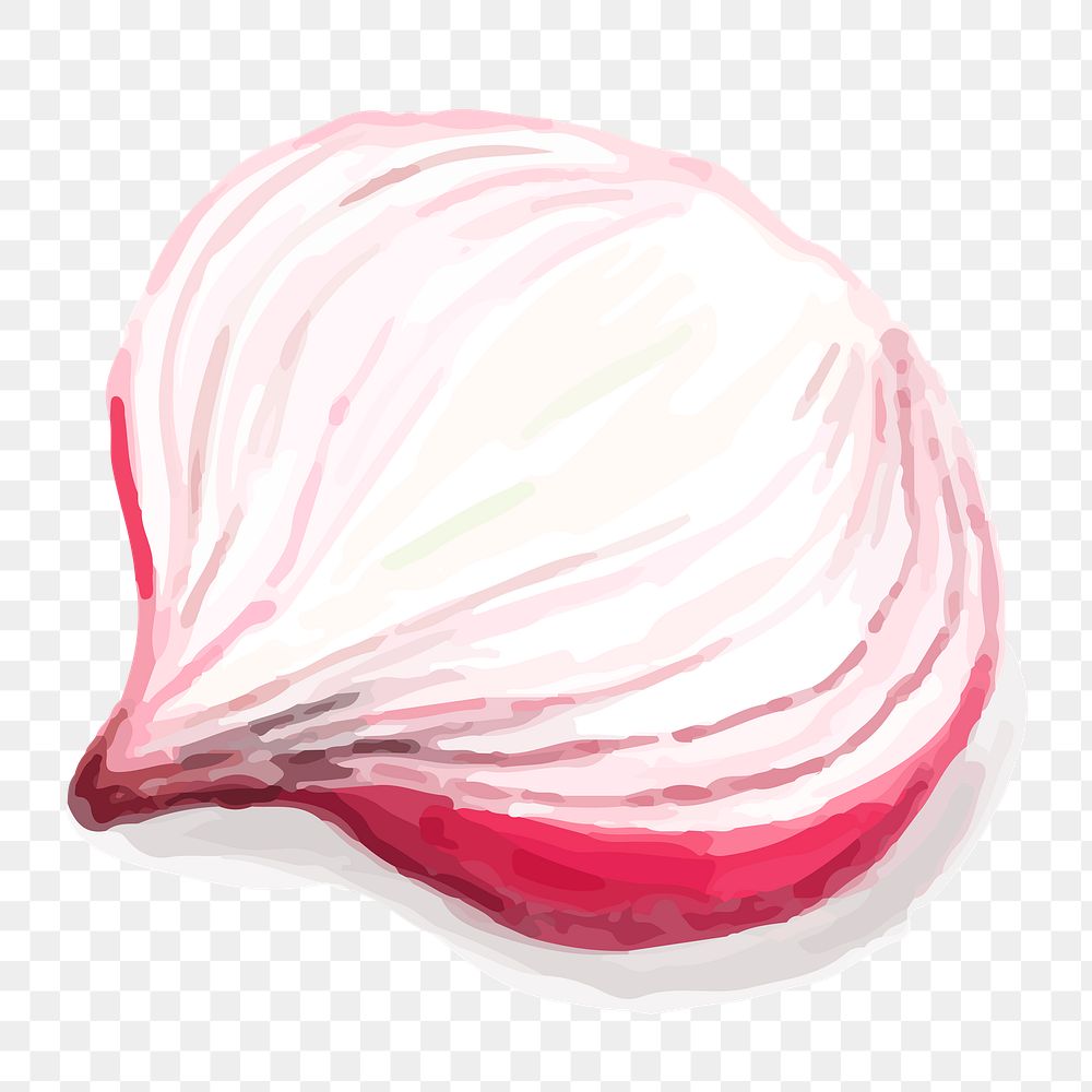 Food ingredient shallot png sticker watercolor