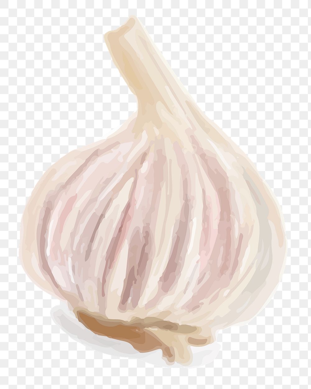 Watercolor white garlic png sticker hand drawn