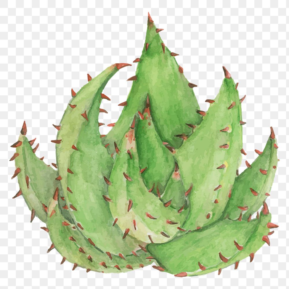 Red hot poker aloe hand drawn png