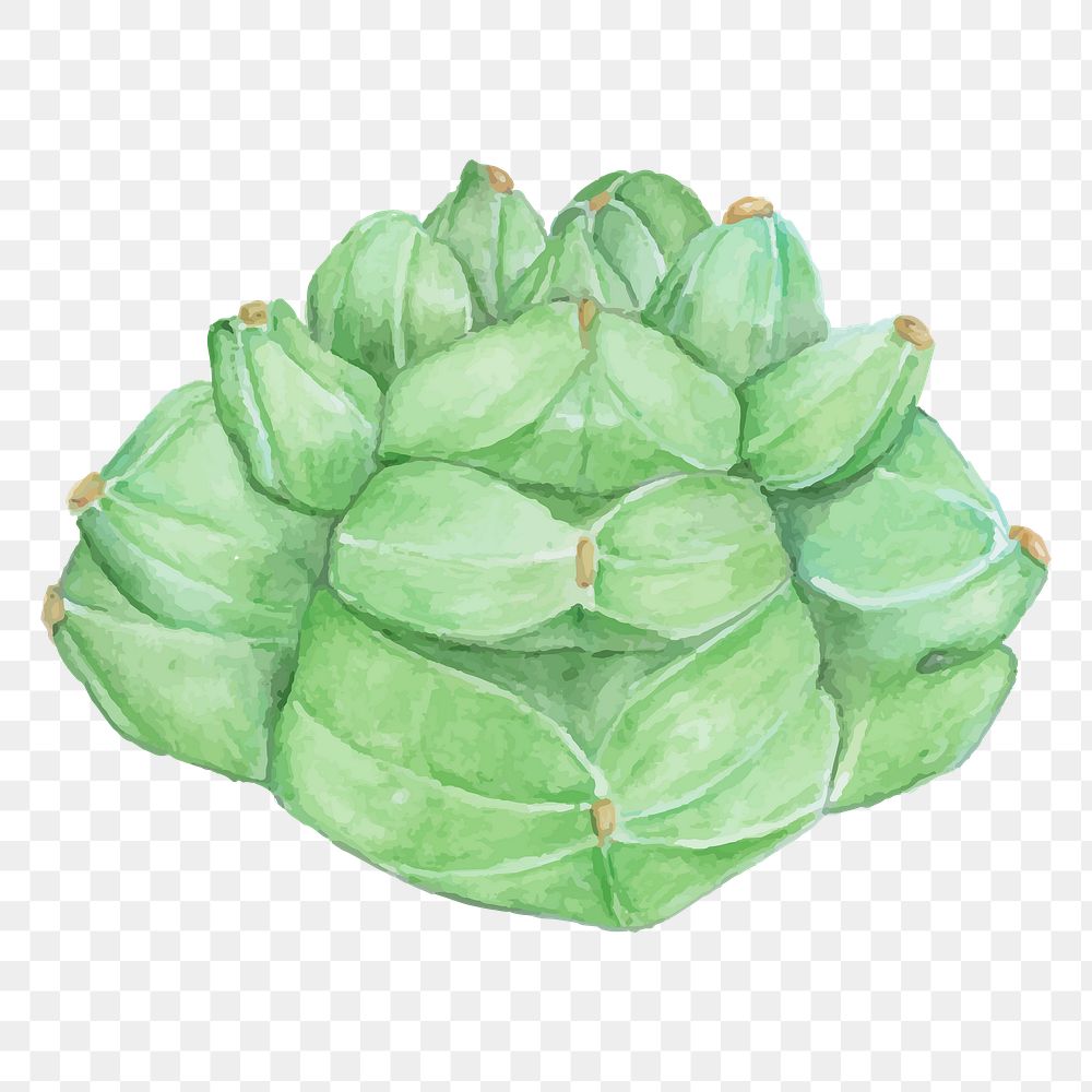 PNG Astrophytum kikko cactus watercolor 