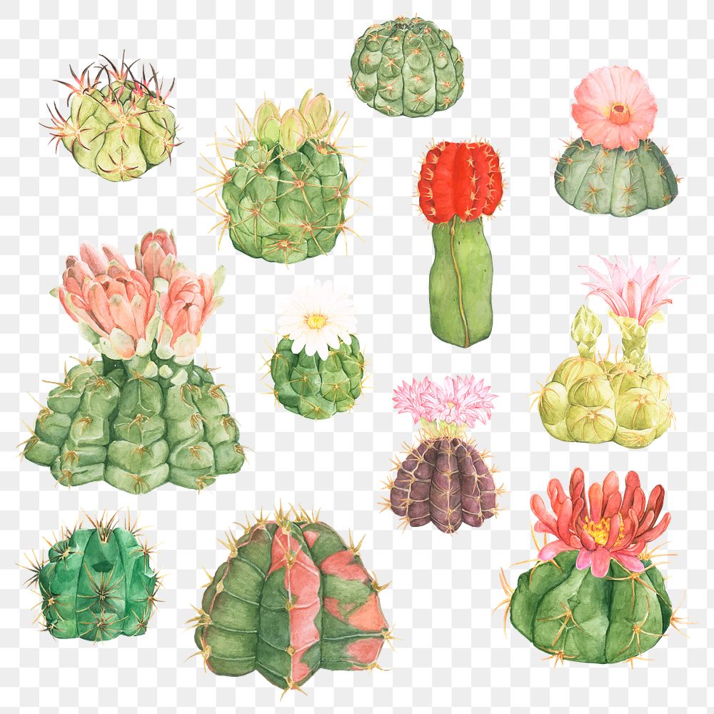 Decorative cactus png sticker collection