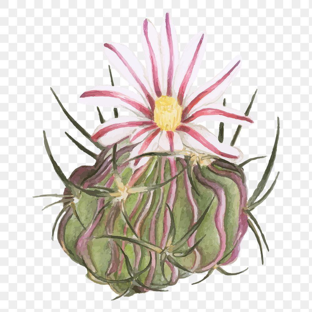 Stenocactus multicostatus png cactus watercolor
