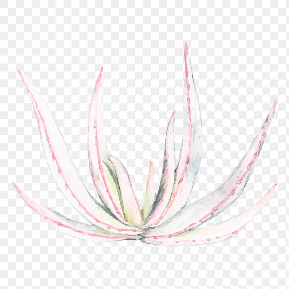 Aloe chabaudii plant watercolor png